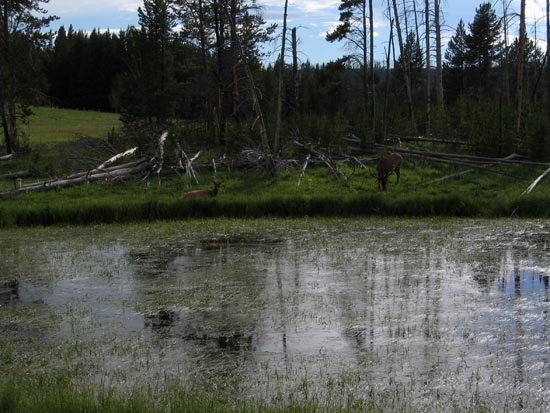 2006 family reunion in Yellowstone National Park